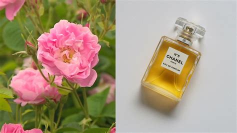 chanel no 5 gone green|Chanel no 5 ingredients.